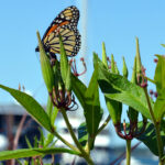 Dinghy planters worked… Monarchs in Newport