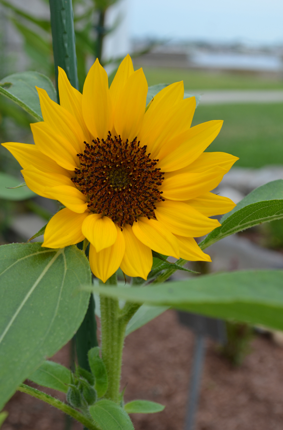 sunflower 6-29-17